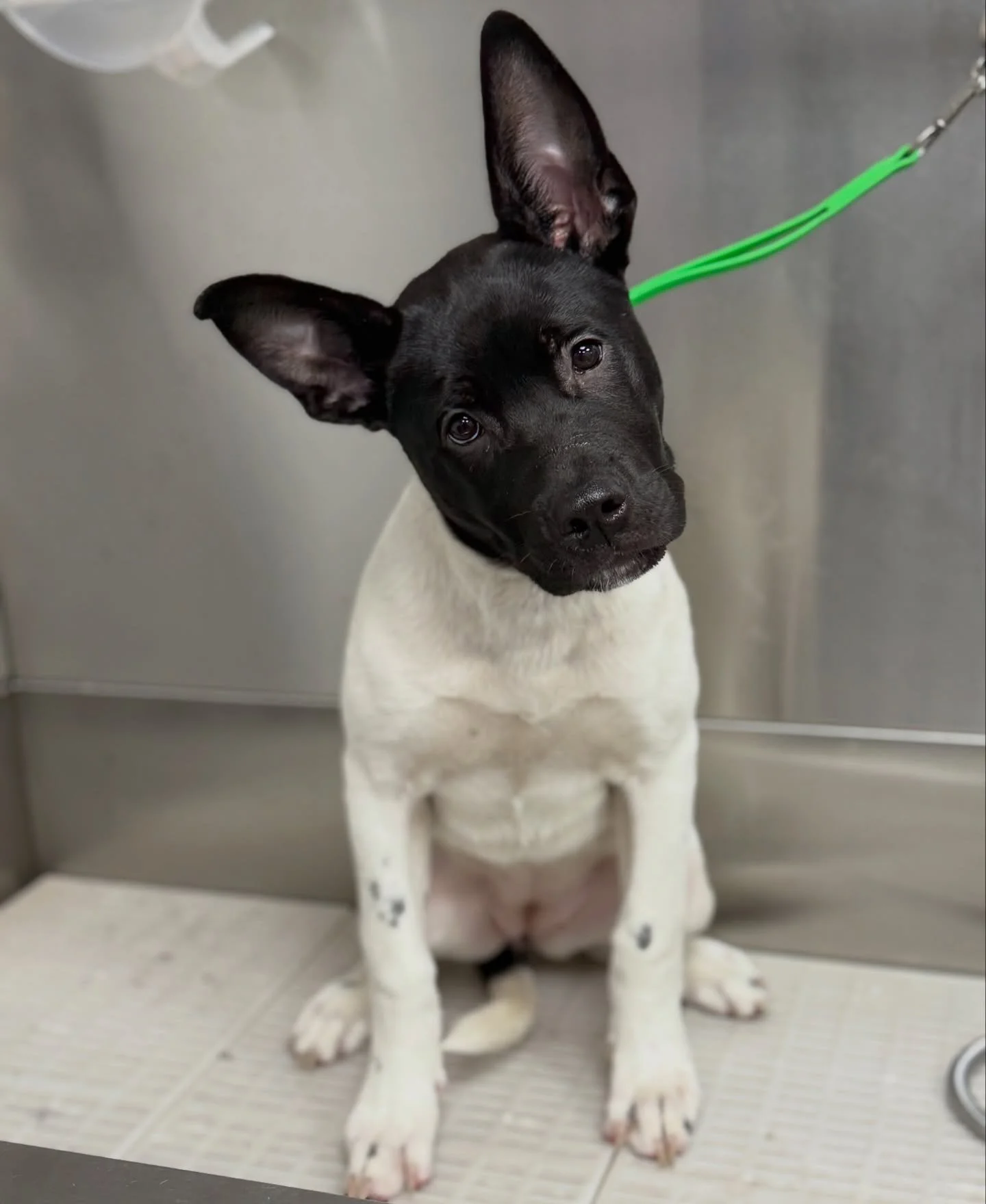 This adorable baby came to visit me this week 😍🥹❤️

Have limited spaces left for December, and taking bookings for 2026 !!!! 
WINTER DEAL - &pound;25 BATH BLOWDRY &amp; NAIL TRIM

📍&rsquo;Muttley Crue&rsquo; Foley Avenue, Kidderminster, DY11 7QL 
