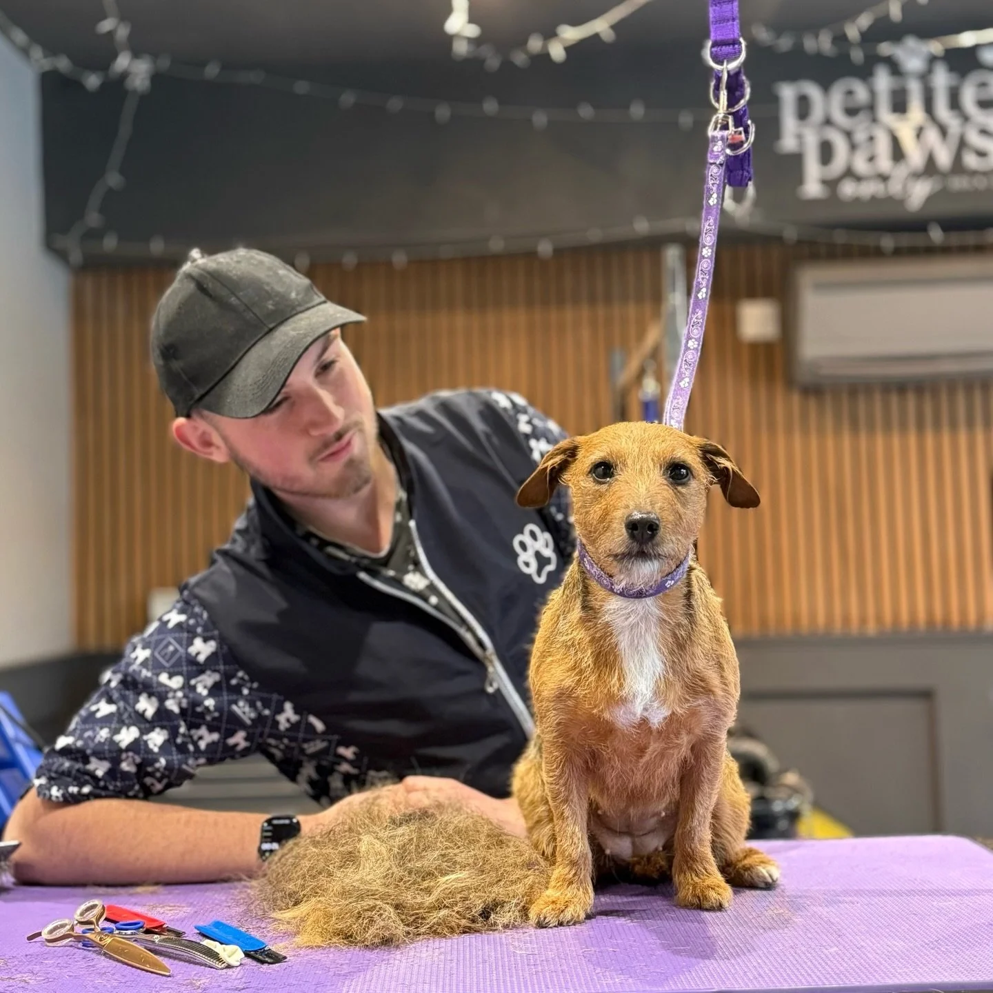 The gorgeous @hopetheterrier came into visit me today at @petitepawsonly for a much needed handstrip!!! 

Have limited spaces left for December, and taking bookings for 2026 !!!! 
WINTER DEAL - &pound;25 BATH BLOWDRY &amp; NAIL TRIM for SMALL/MEDIUM 