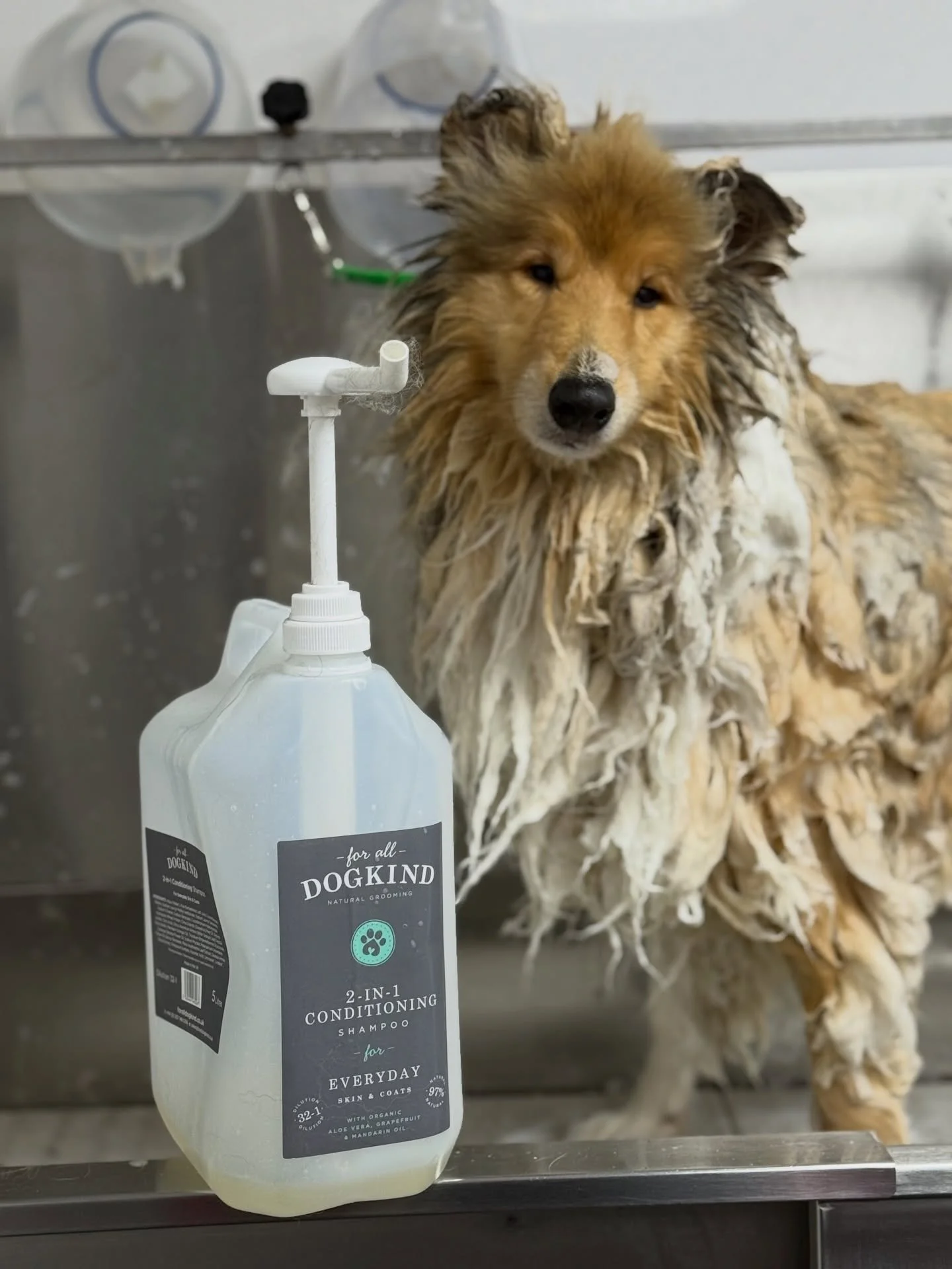 Thank the grooming gods for @foralldogkind 2-1 shampoo and conditioner!!!! Cutting drying time down !!! as you can see I need to order more 🥲🥲

📍&rsquo;Muttley Crue&rsquo; Foley Avenue, Kidderminster, DY11 7QL 
📍&rsquo;PETITE PAWS ONLY&rsquo; 24 