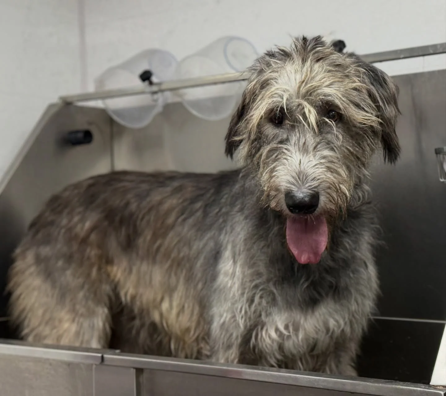 The beautiful Poppy who came into see me yesterday 😍😍

LIMITED AVAILABILITY for next week!!! Please get in touch for last minute appointments before CHRISTMAS 🎄🎅🏻

CALL 07966211239