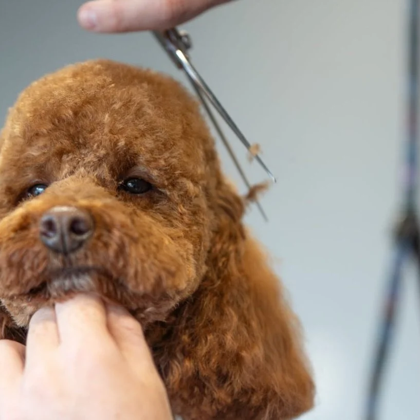 𝐀𝐏𝐏𝐎𝐈𝐍𝐓𝐌𝐄𝐍𝐓𝐒 𝐀𝐕𝐀𝐈𝐋𝐀𝐁𝐋𝐄

📞 07966211239
📲 PM Facebook/Instagram 

ALSO! The winter deal is sticking around for a little while longer! SMALL + MEDIUM dogs for a bath, blowdry &amp; nail trim &hellip;&hellip; all for just 

‼️ &pou