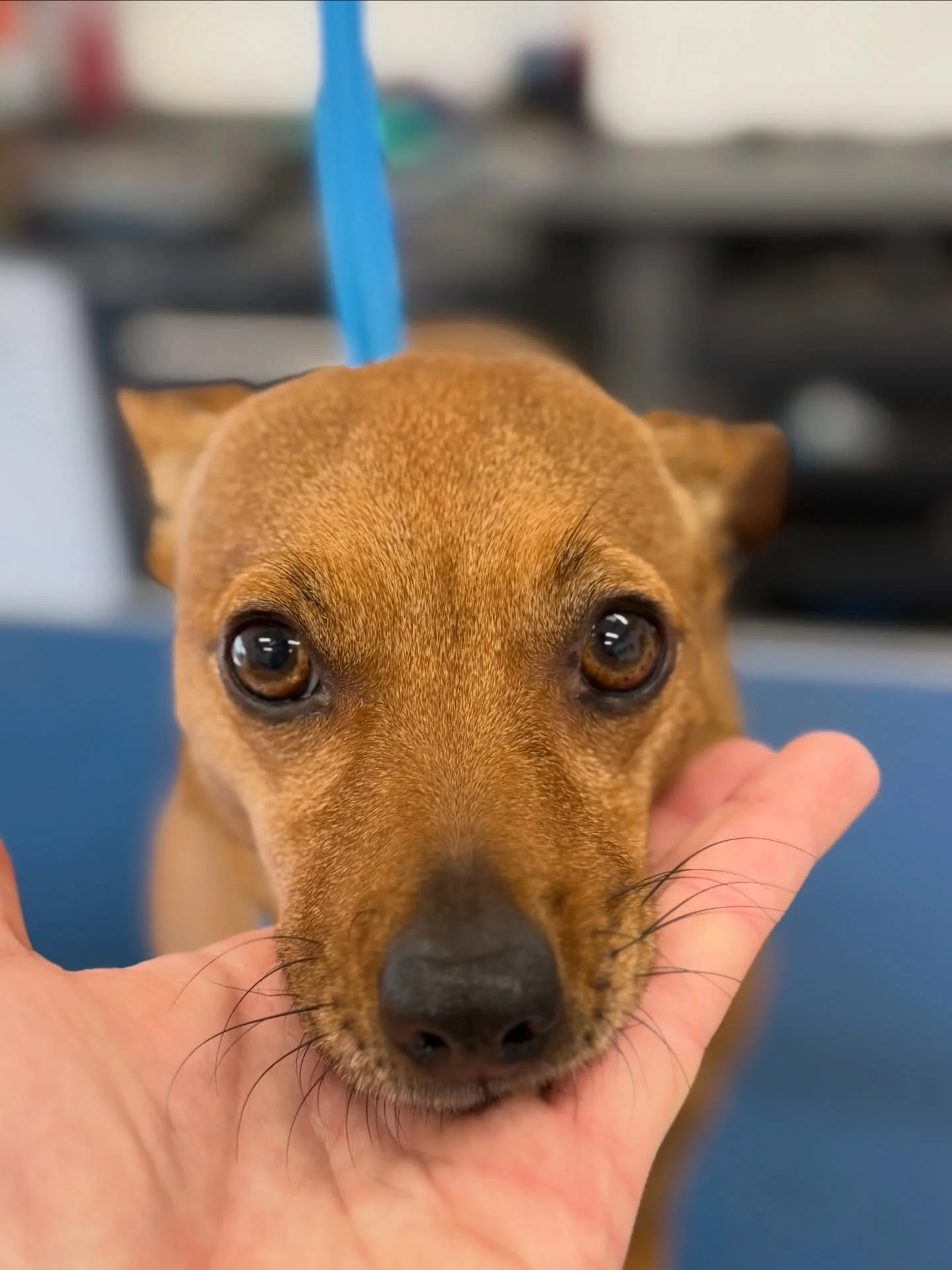 The look of love ❤️🐶

𝐀𝐏𝐏𝐎𝐈𝐍𝐓𝐌𝐄𝐍𝐓𝐒 𝐀𝐕𝐀𝐈𝐋𝐀𝐁𝐋𝐄
📞 07966211239
📲 PM Facebook/Instagram 

📍&lsquo;Barking Barbers Dog Grooming&rsquo; 
5C Frizington Road Industrial Estate, Frizington, United
Kingdom, CA26 3QY