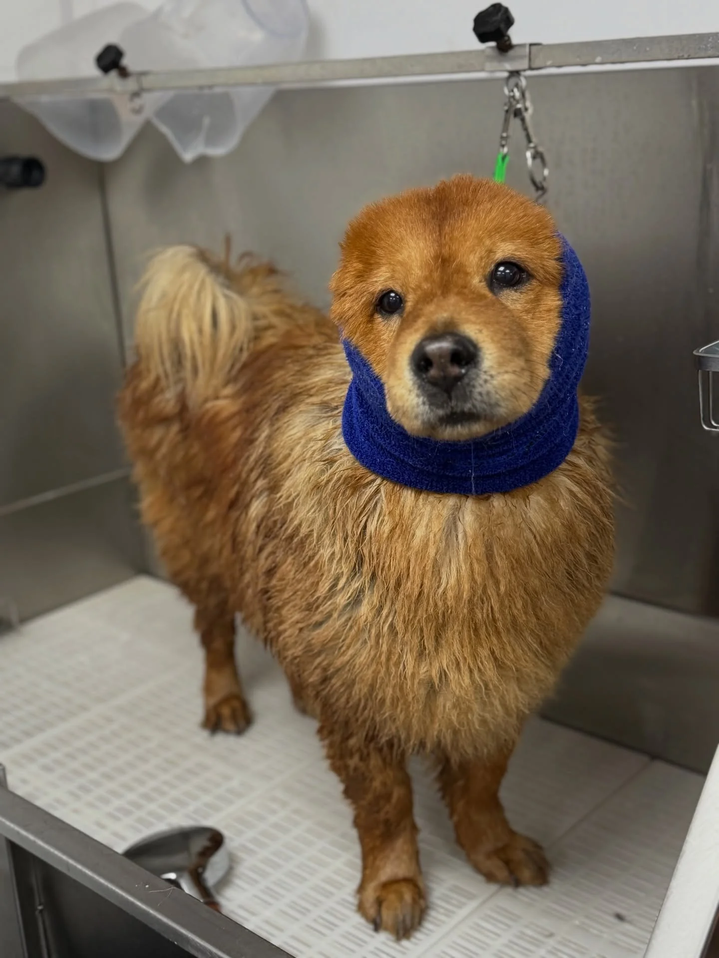 Even with the snow I am open ! ❄️☃️

All appointments enquiry&rsquo;s please call or text 07966211239

APPOINTMENTS AVAILABLE 

Worcester &lsquo;Petite Paws Only&rsquo;
 𝐒𝐔𝐍𝐃𝐀𝐘 𝟏𝟏𝐓𝐇 𝐉𝐀𝐍𝐔𝐀𝐑𝐘! 
10 AM , 11 AM &amp; 11 PM

📞 07966211239