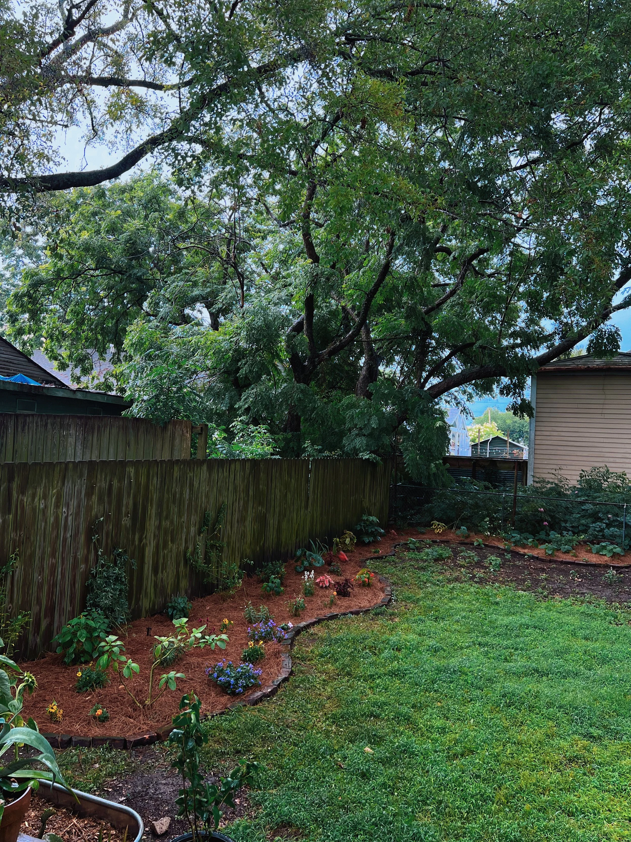 Landscape transformation into perennial pollinator garden.