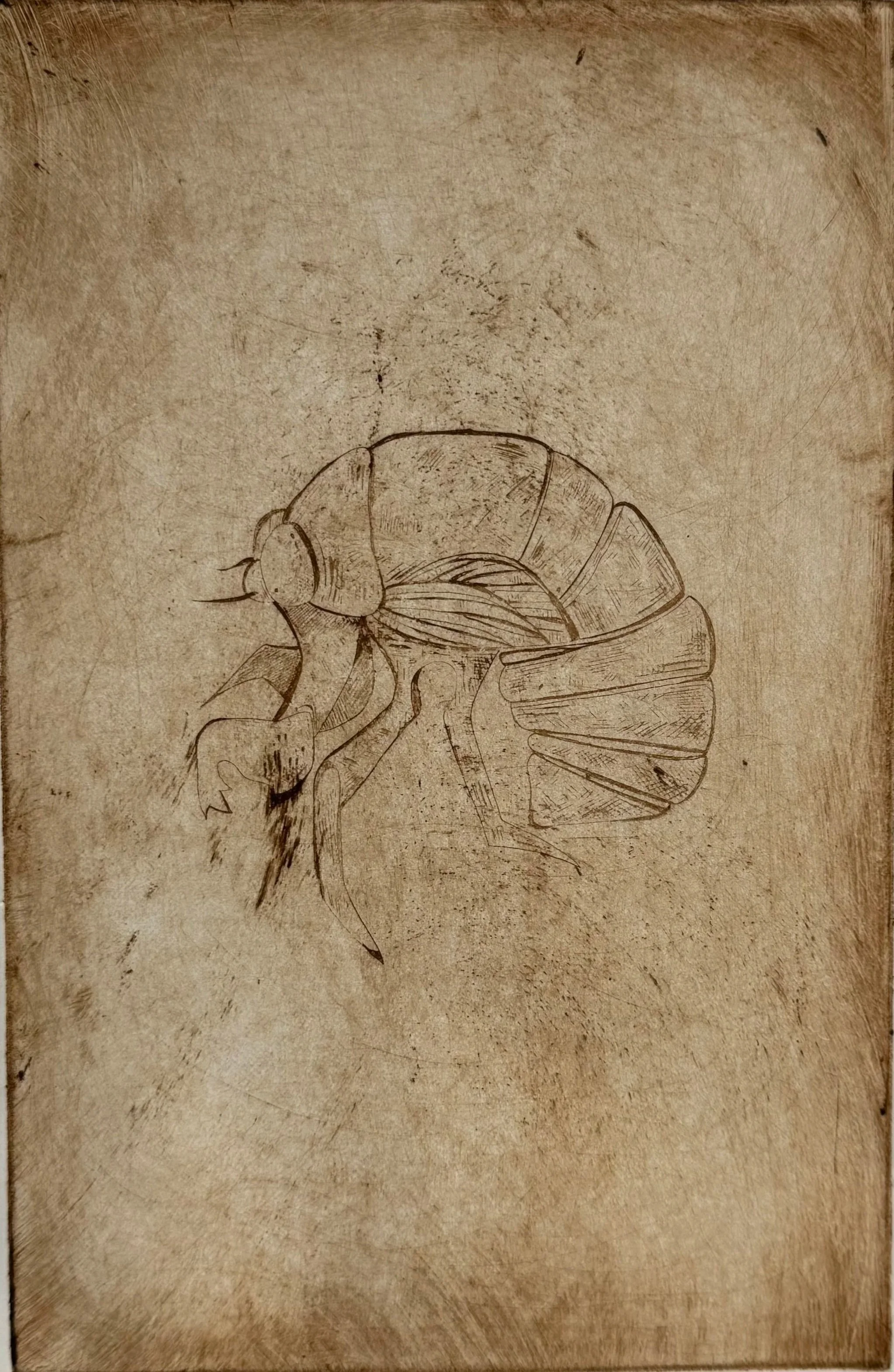 Nanna and Granddads Cicada Shells 1