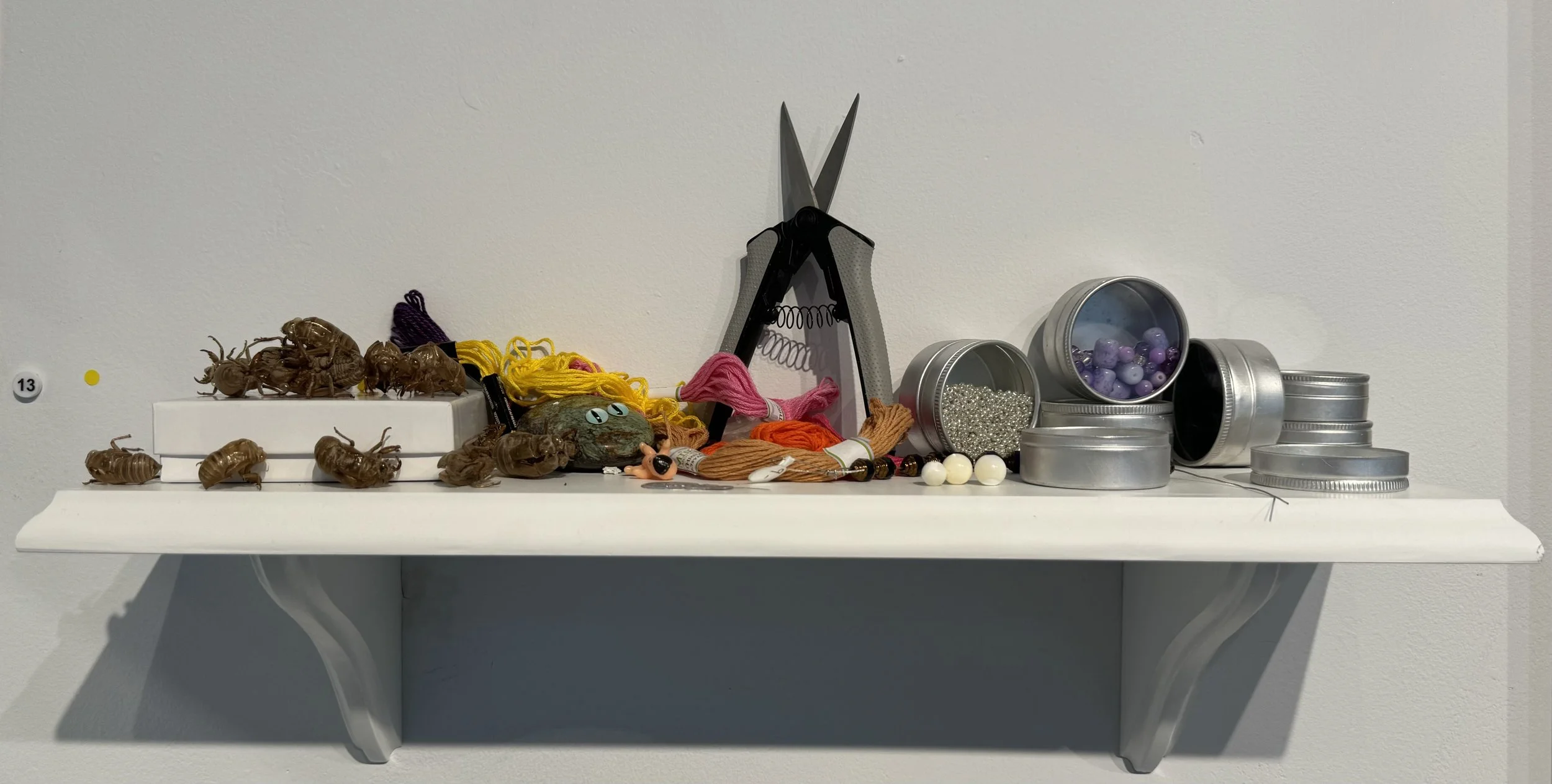 Nanna and Granddads Cicada Shells 2