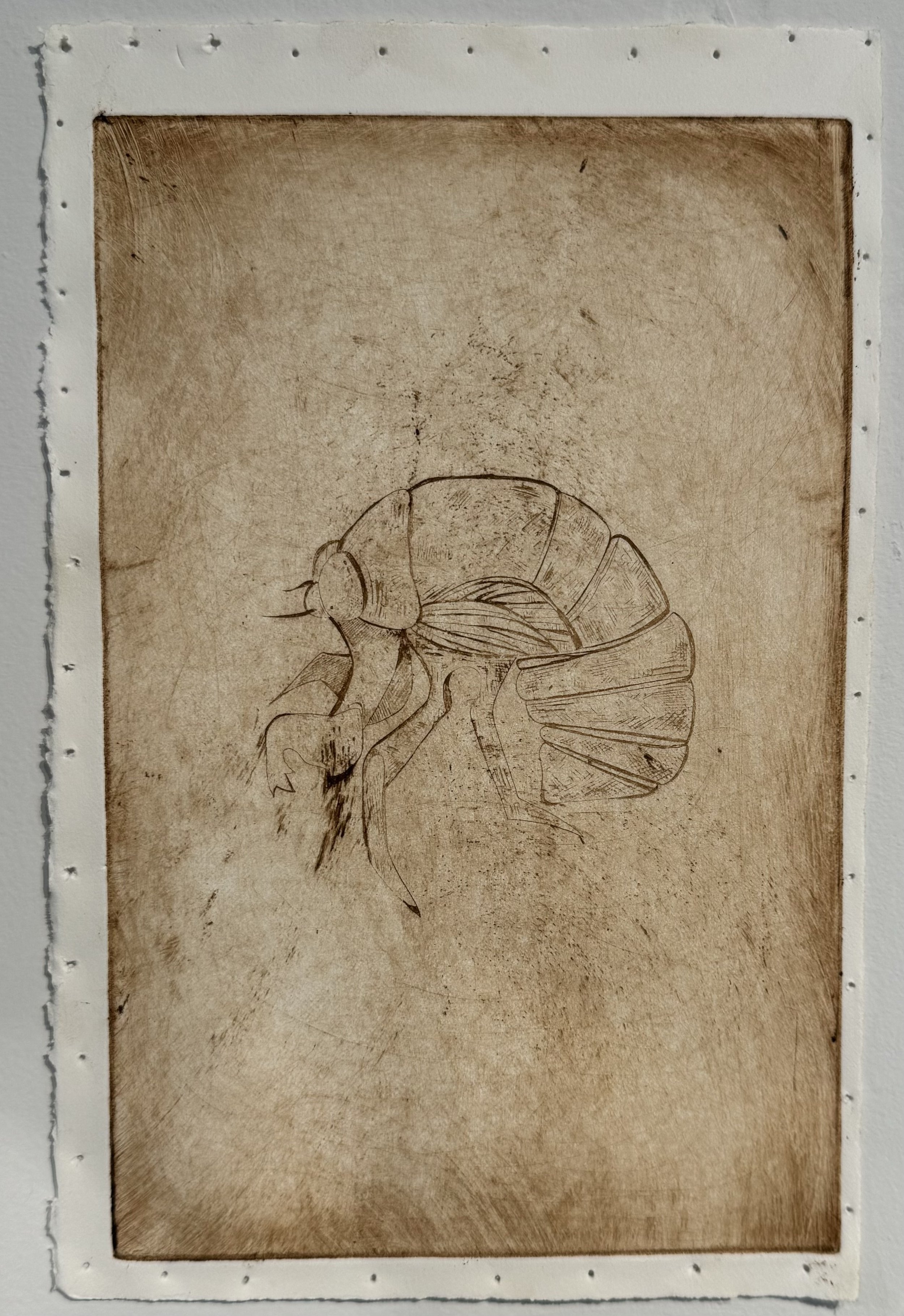 Nanna and Grandads Cicada Shells (2) - 2023 - Copper Etch