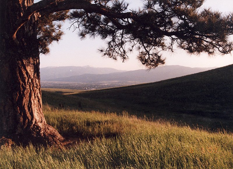 The Lone Pine on Skyline Ranch eastern boundary