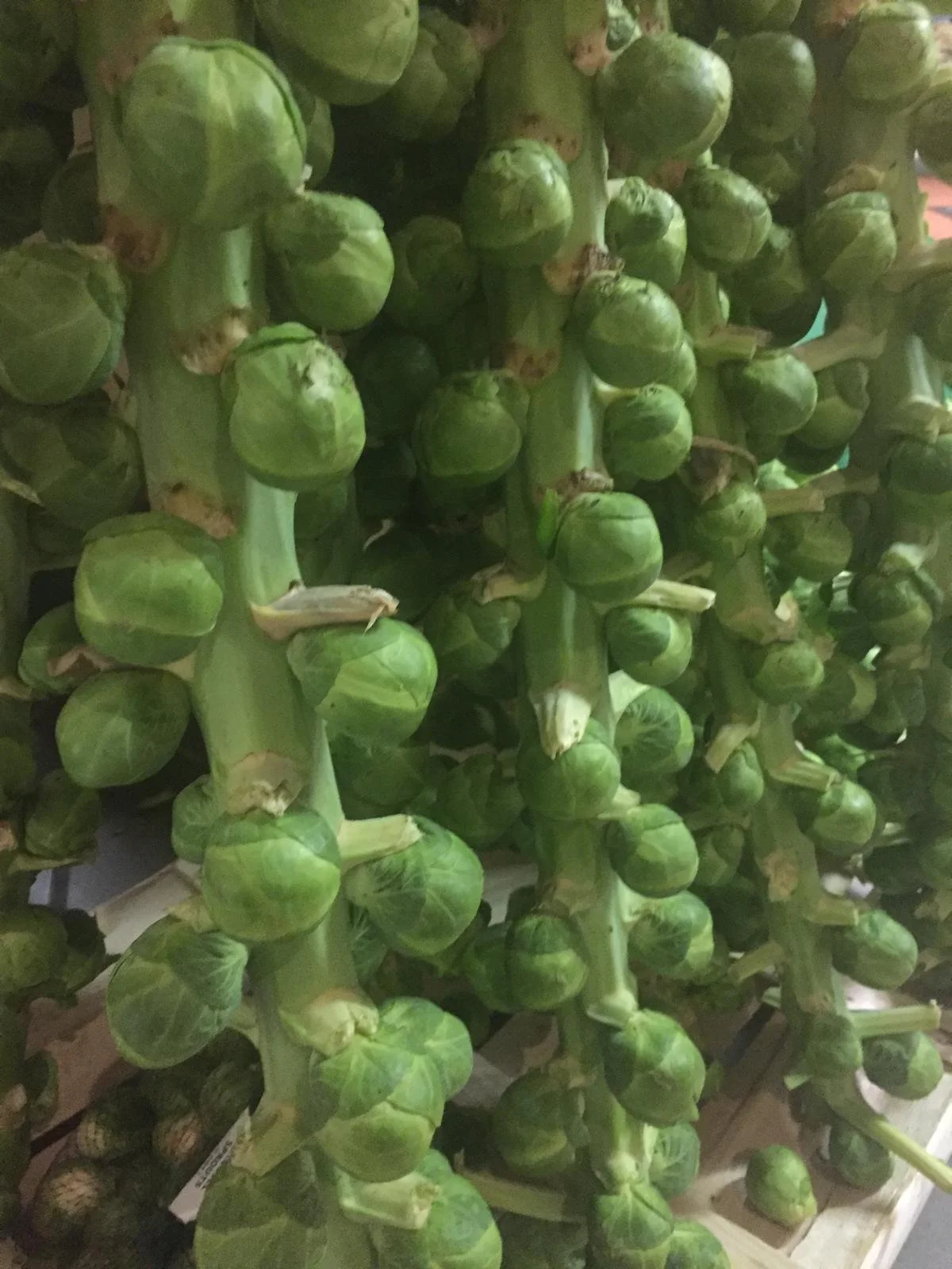 Green Brussels sprouts hanging in bunches.