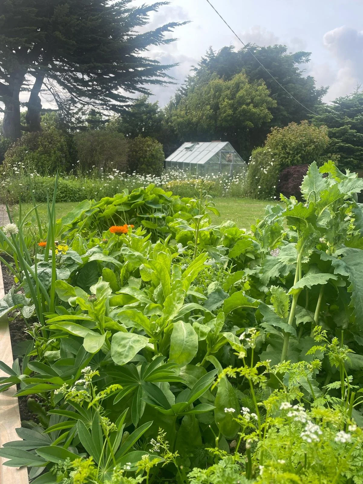 A lush garden with various green plants and flowers, a greenhouse in the background, and trees under a partly cloudy sky.