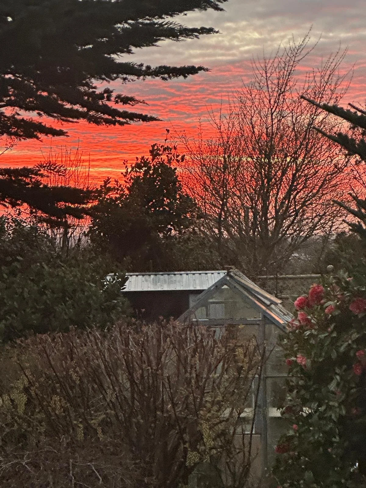 Sunset sky with orange and pink clouds over a backyard with trees, shrubs, a small house with a metal roof, and a flower in the foreground.
