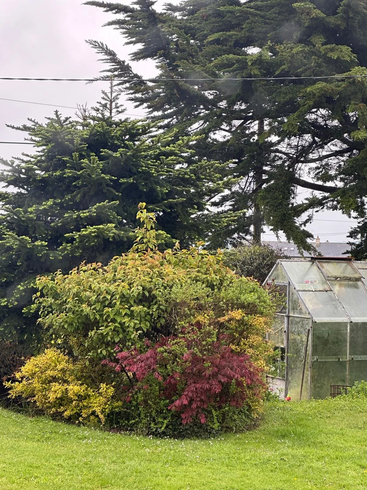 A garden scene with a well-maintained green lawn, large evergreen trees in the background, colorful shrubs including red, yellow, and green, and a small greenhouse with a slanted roof on the right side, under an overcast sky.