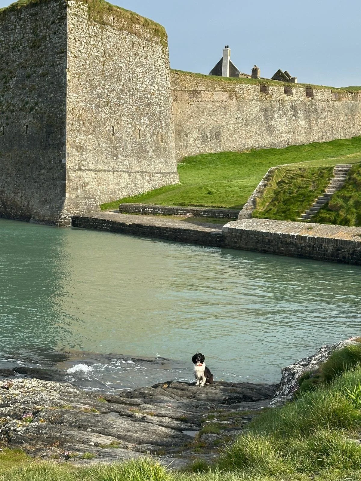 A small black and white dog sitting on rocks by the water in front of an old stone fortress wall with stairs and grass, under a clear blue sky.