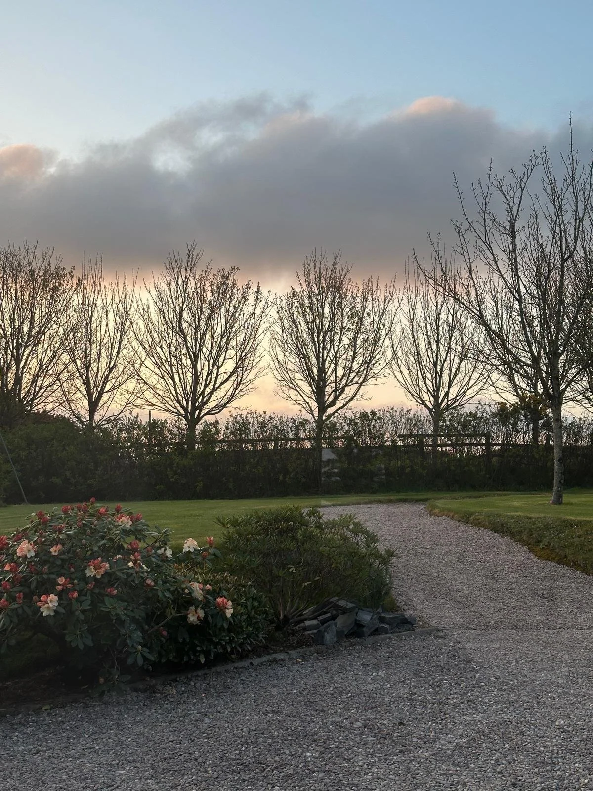 A garden scene during dusk with a gravel pathway, bushes with pink and white flowers, tall bare trees, and a cloudy sky.