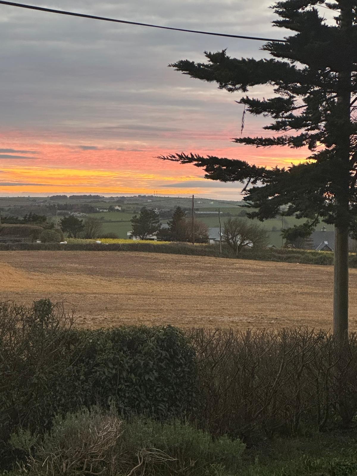 A rural landscape at sunset with a cloudy sky, a large pine tree in the foreground, open fields, and distant houses and trees.