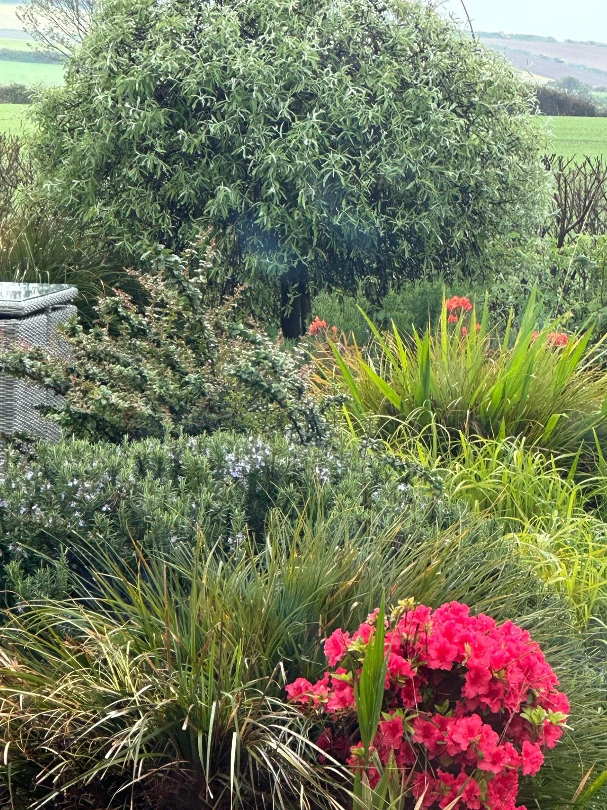 A lush garden scene with various green plants, a tree with variegated leaves, and vibrant pink flowers in the foreground.