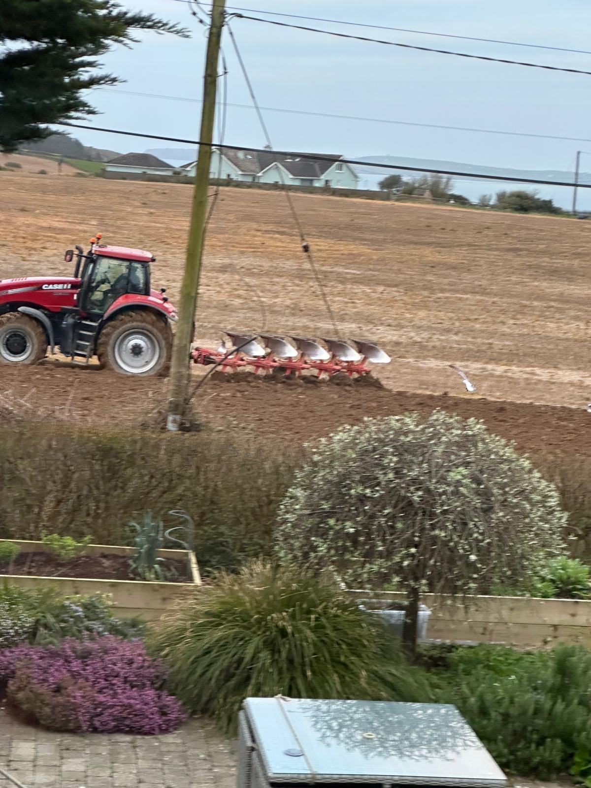A red tractor is plowing a field with a multi-shovel attachment. There are houses and power lines in the background, and a garden with shrubs and flowers in the foreground.