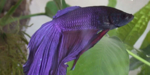 Purple Fish - An Interview with Mark Wilson