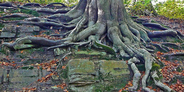 Roots: Why Church History Matters and How You Should Implement it