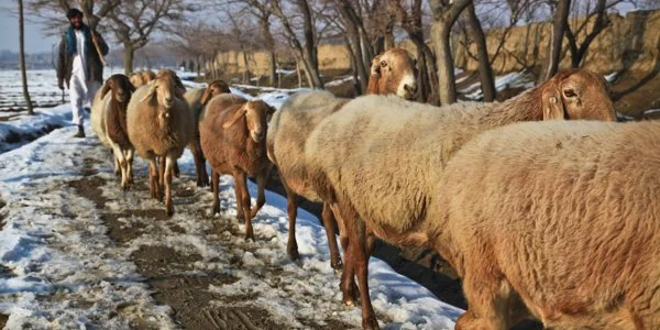 A Shepherd Rules?