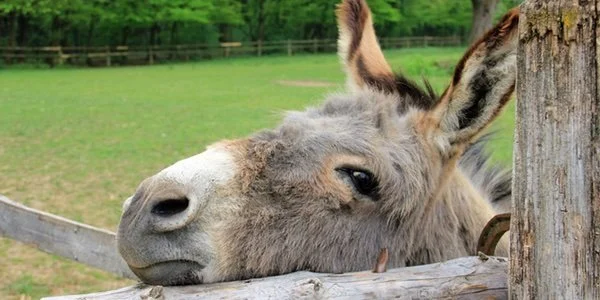 Think You Know What Palm Sunday is About? The Truth is More Subversive than You Realize