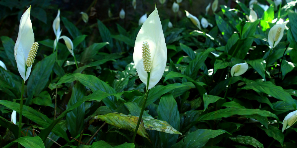 The Wisdom of the Peace Lily