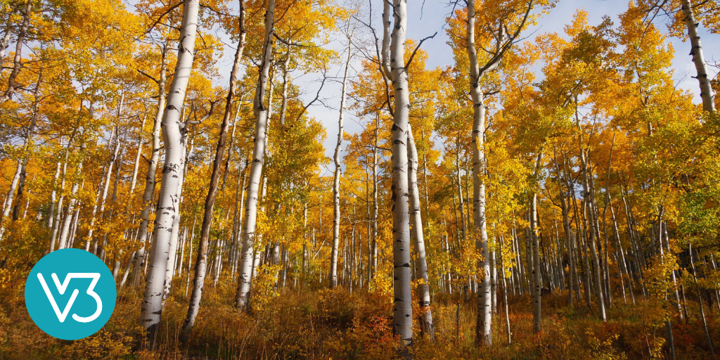 Of Oaks and Aspens