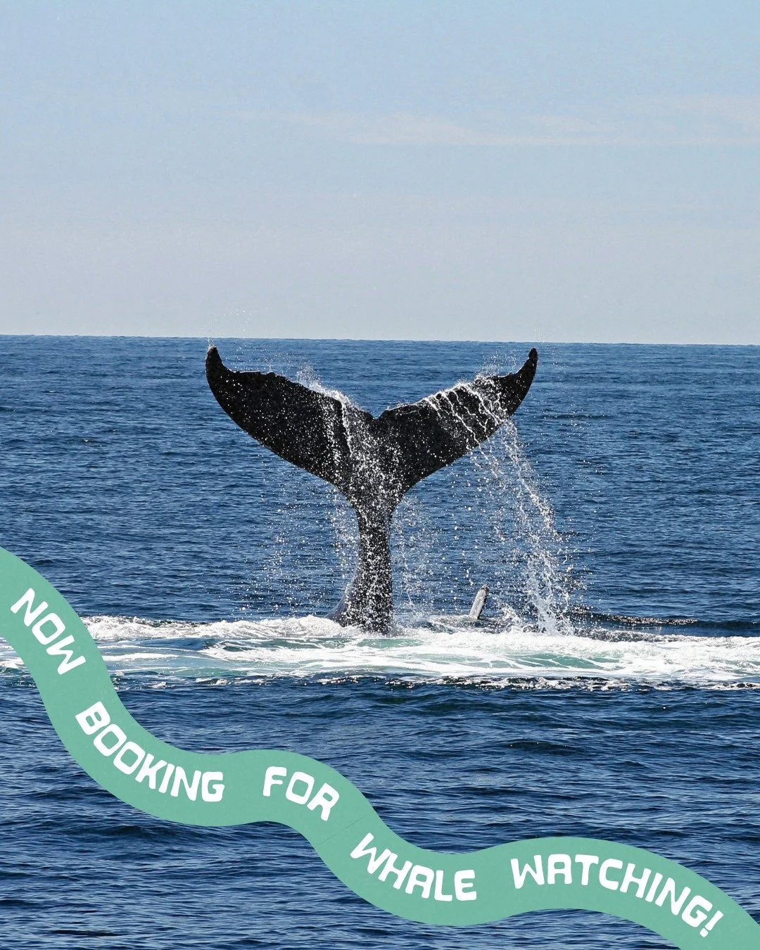 They&rsquo;re coming back 🐋🐳 Whale tours start in December!! book now, limited spots available. 

#pelayoadventureclub #whaleseason #puntamita