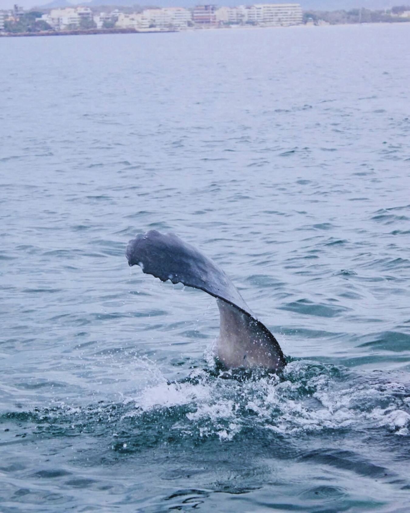 Day in the life at PAC 🐋&nbsp;🏄&nbsp;🎣&nbsp;🤿