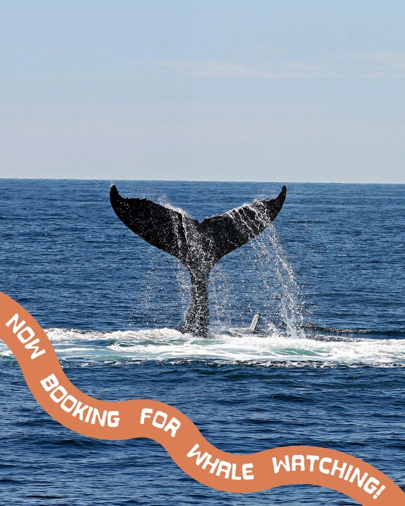 Did you know humpback whales migrate to our bay every year from December to April 🐋