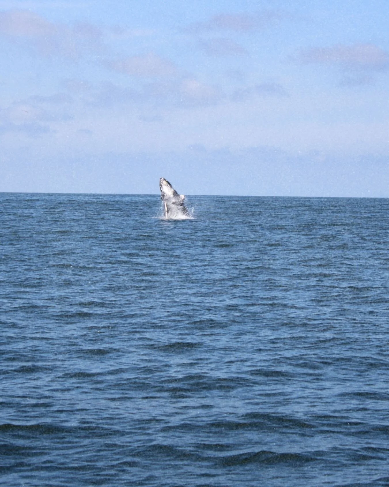 How beautiful these animals are 🐋😍