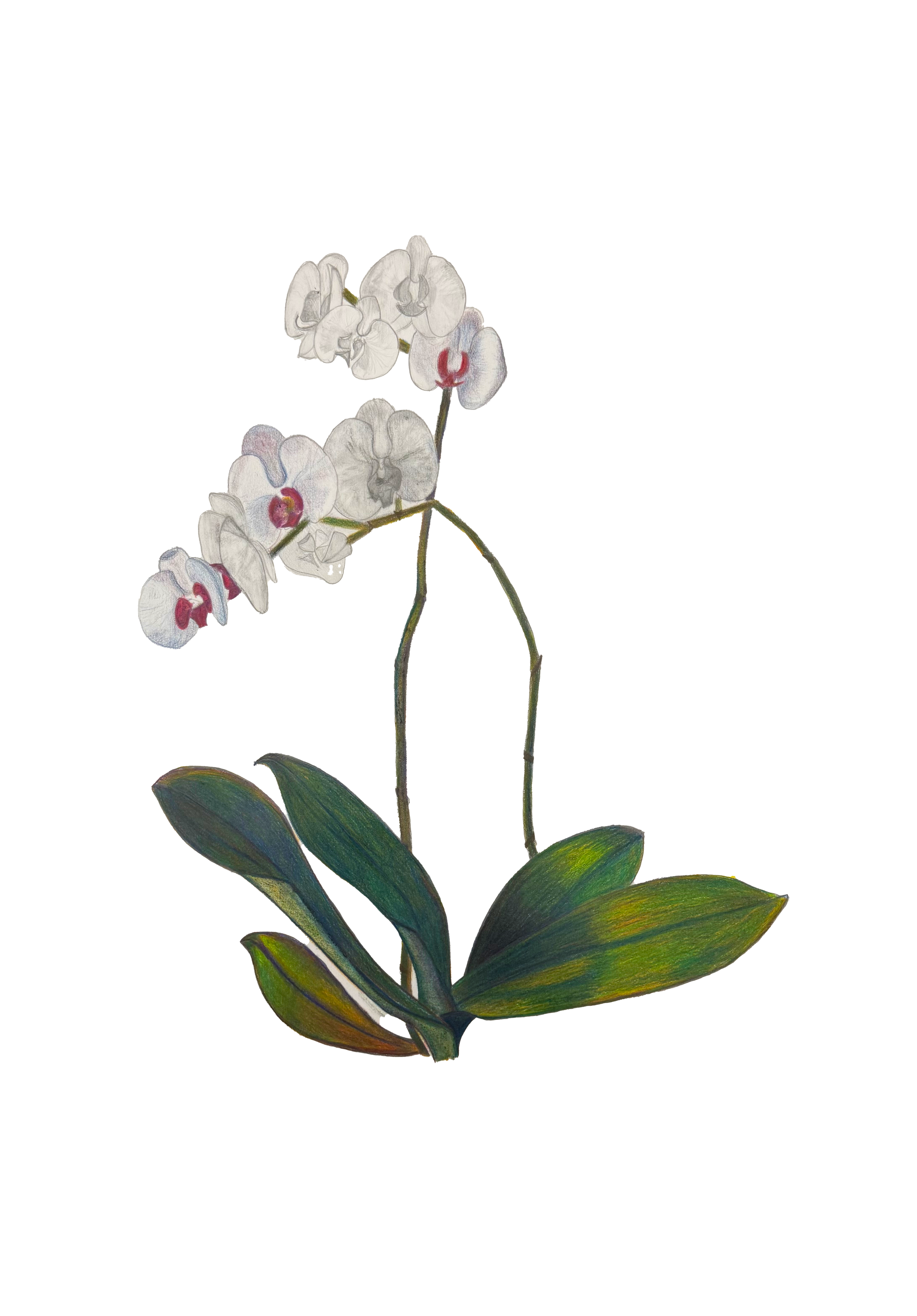 Orchid.png