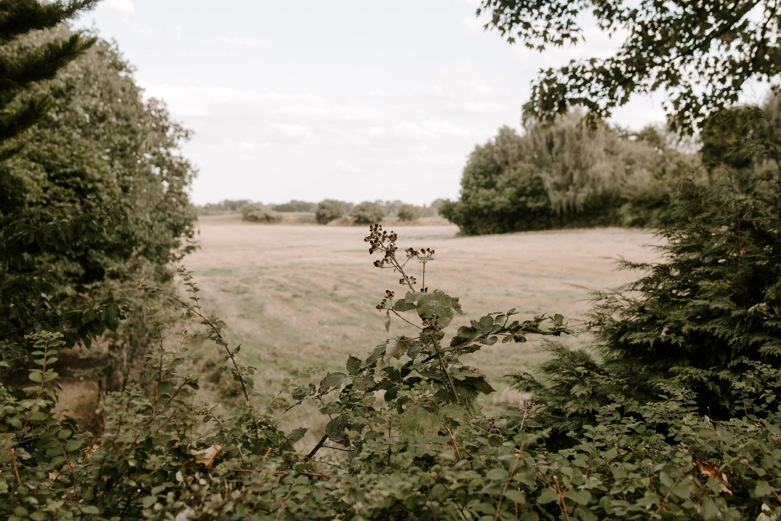 A landscape view through bushes and trees showing an open field with scattered trees on a cloudy day.
