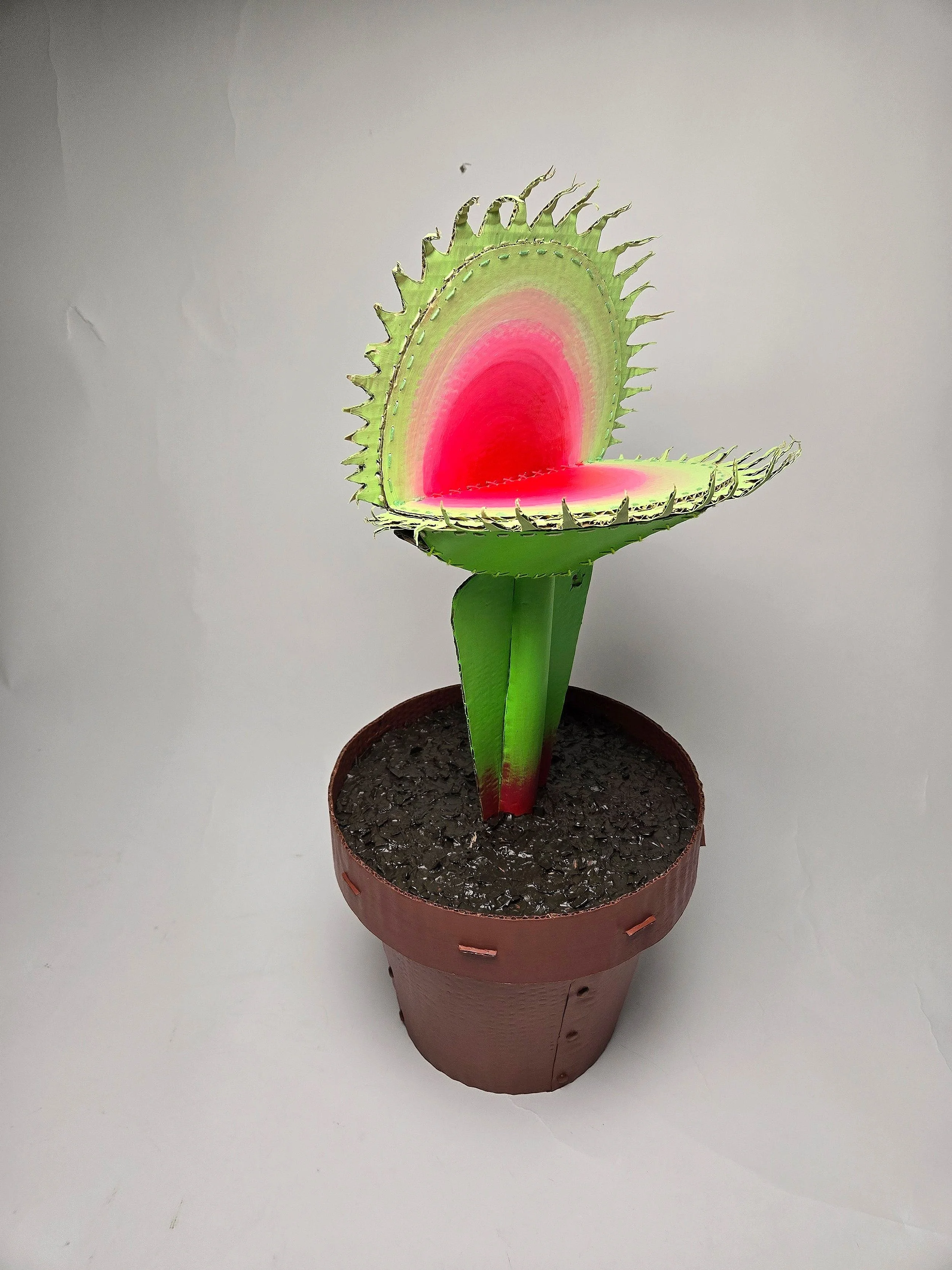 An image of the venus food trap