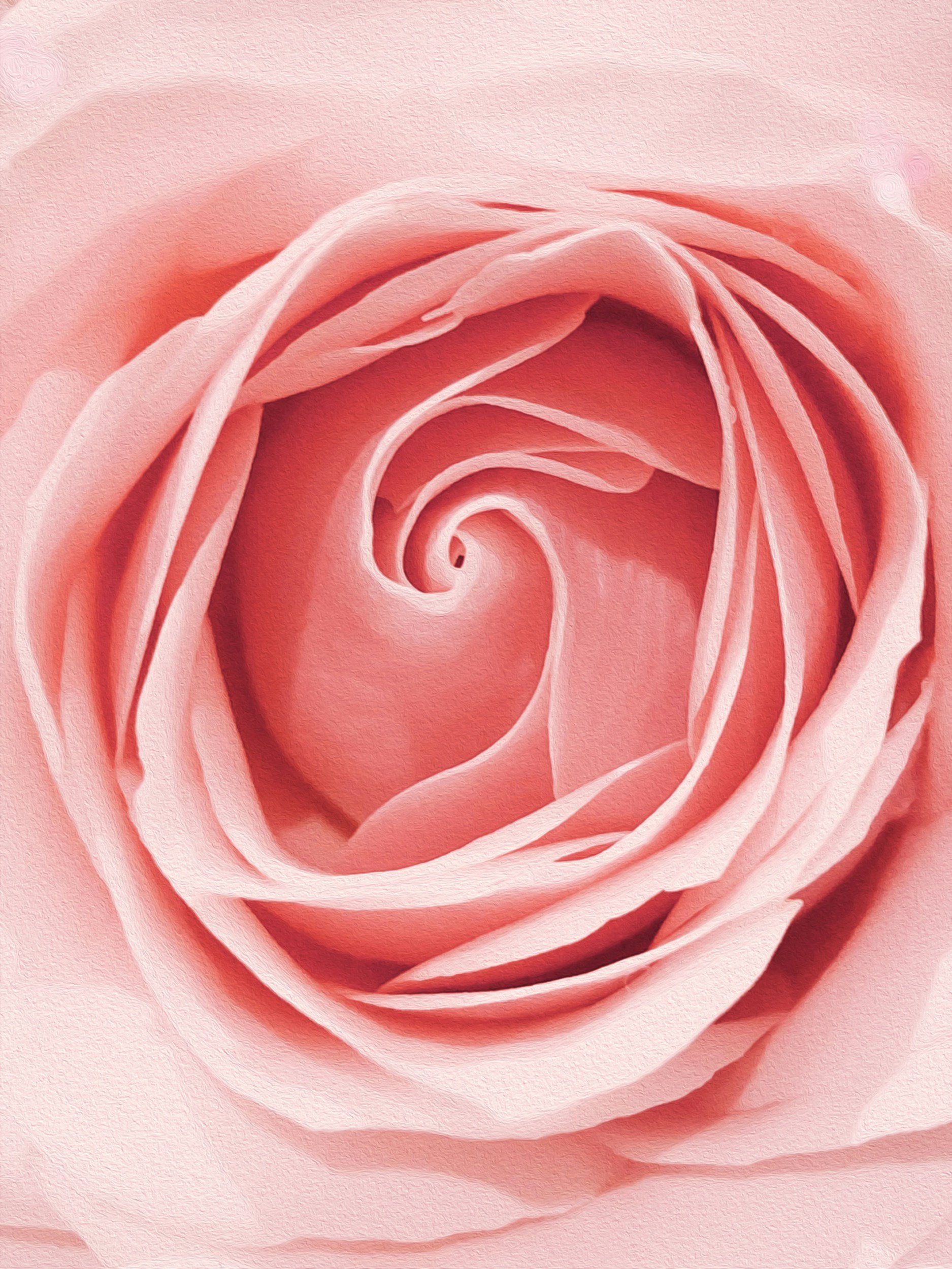 Close-up of pink rose petals forming a spiral pattern.