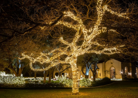 A large tree decorated with Christmas or festive lights at night in front of a house