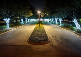 Night view of a street with lit trees on both sides and a small median with grass in the center.