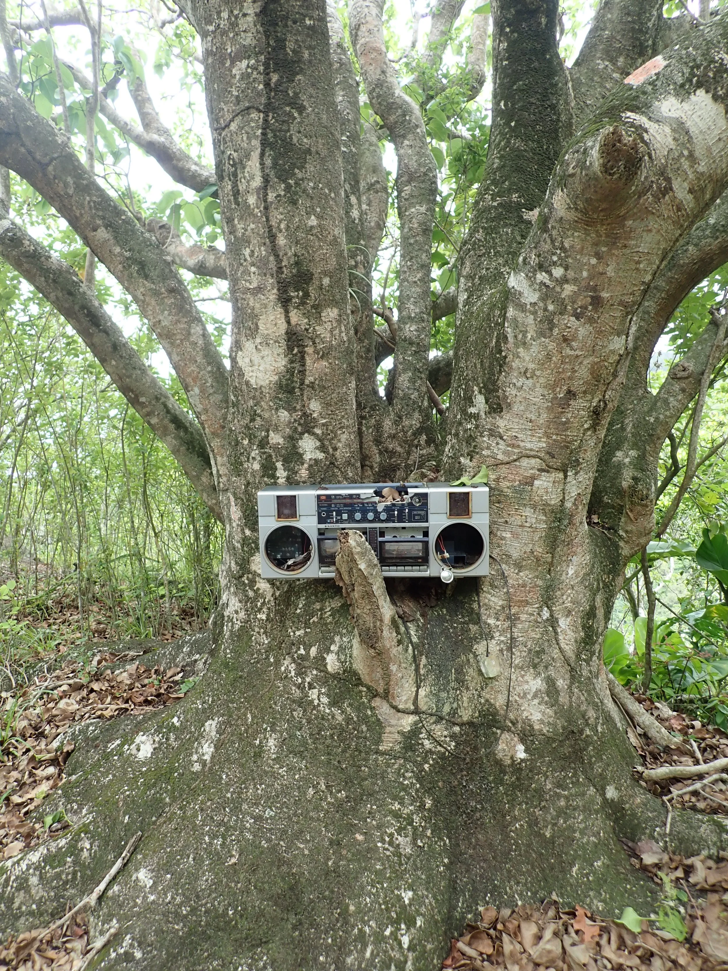 P5270033.JPG
