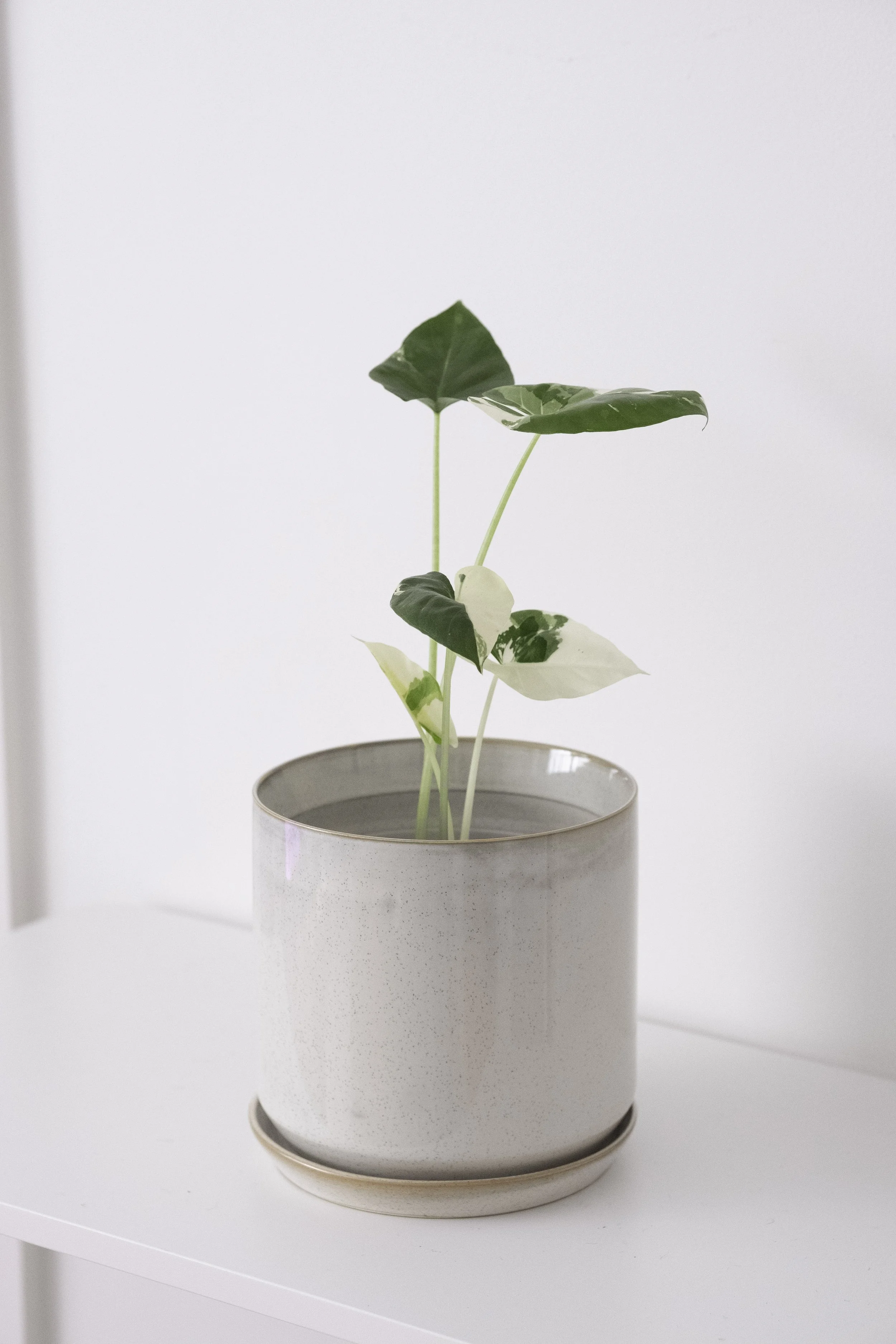 Alocasia Macrorrhizos Variegata