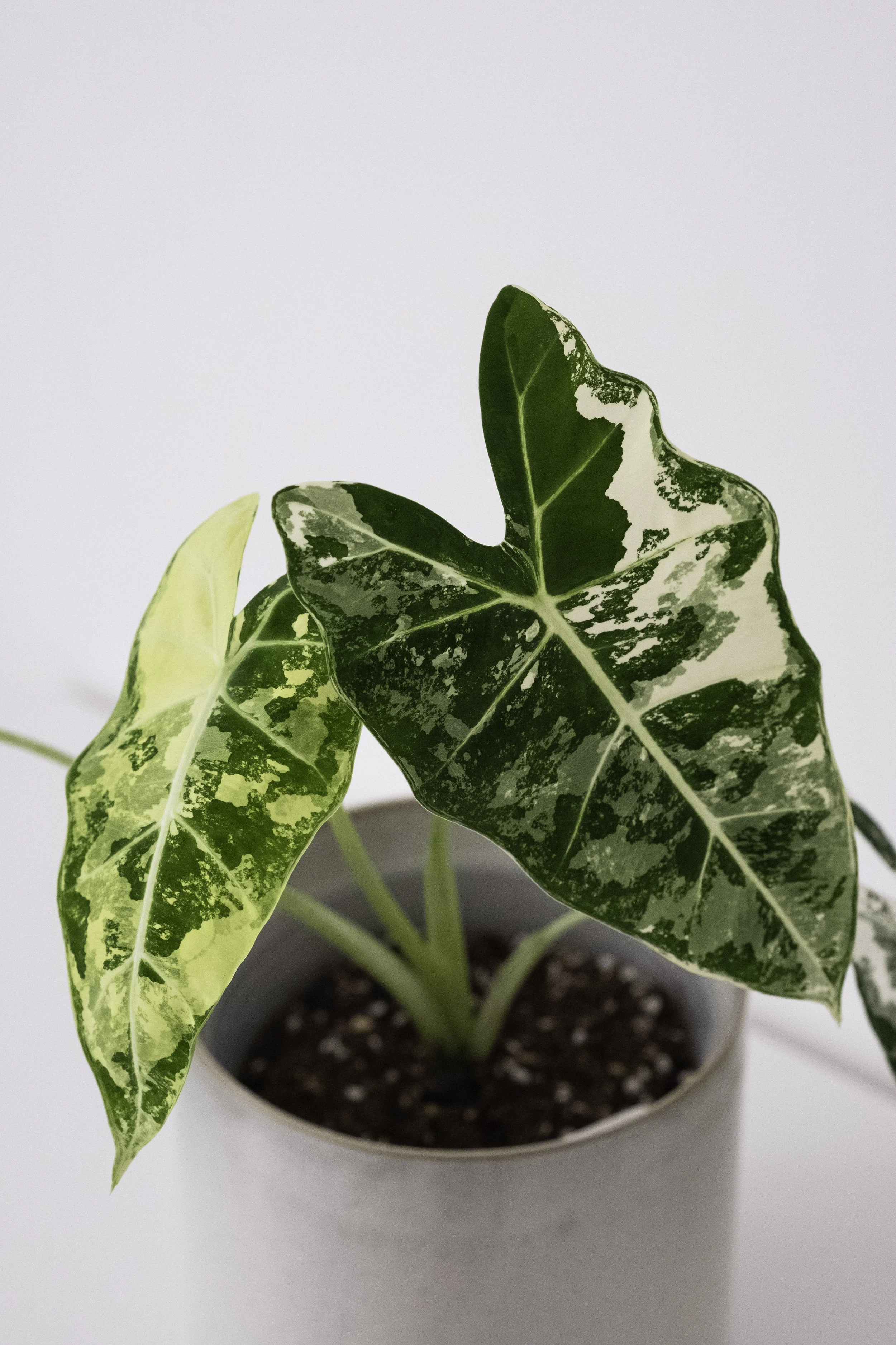 Alocasia Micholitziana Frydek