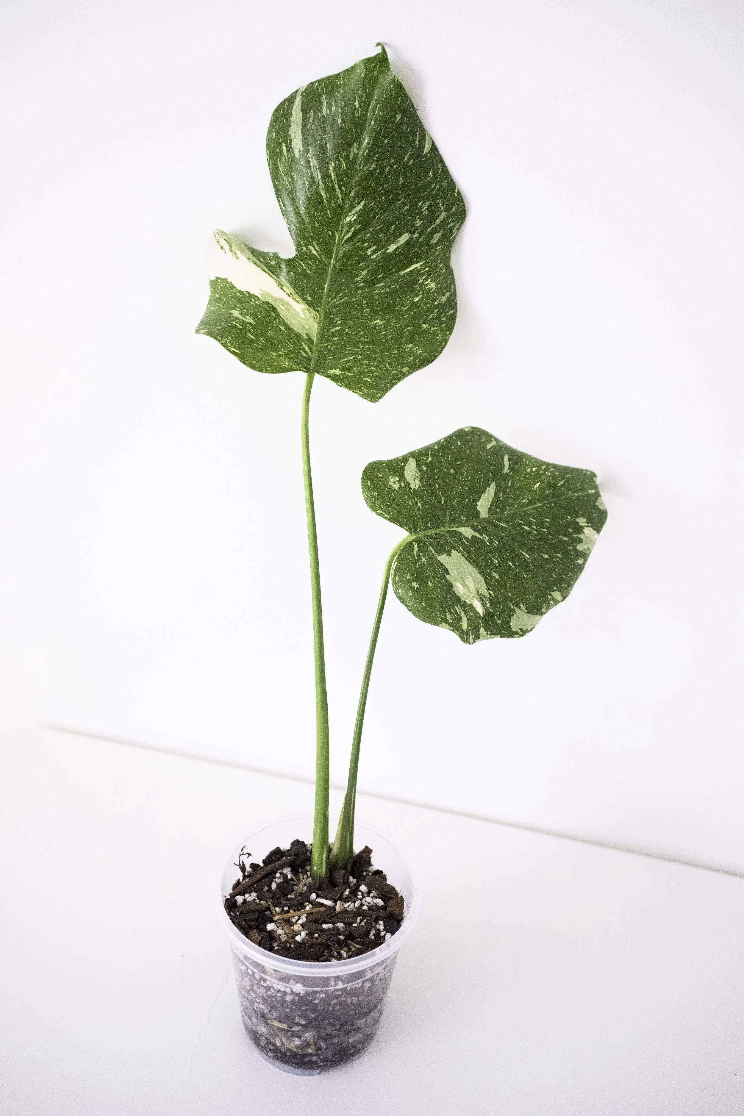 Monstera Deliciosa | Thai Constellation