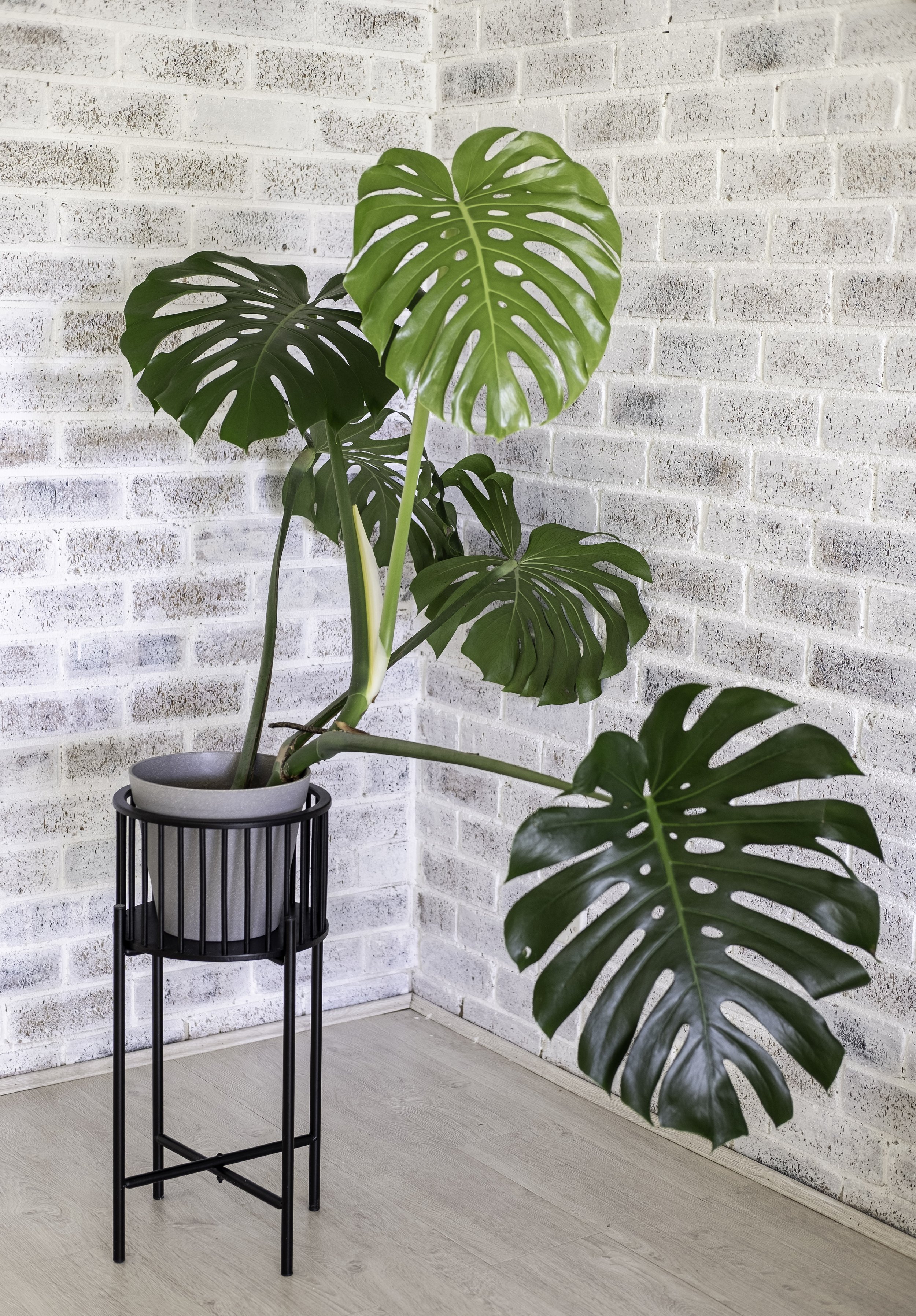 Monstera Deliciosa