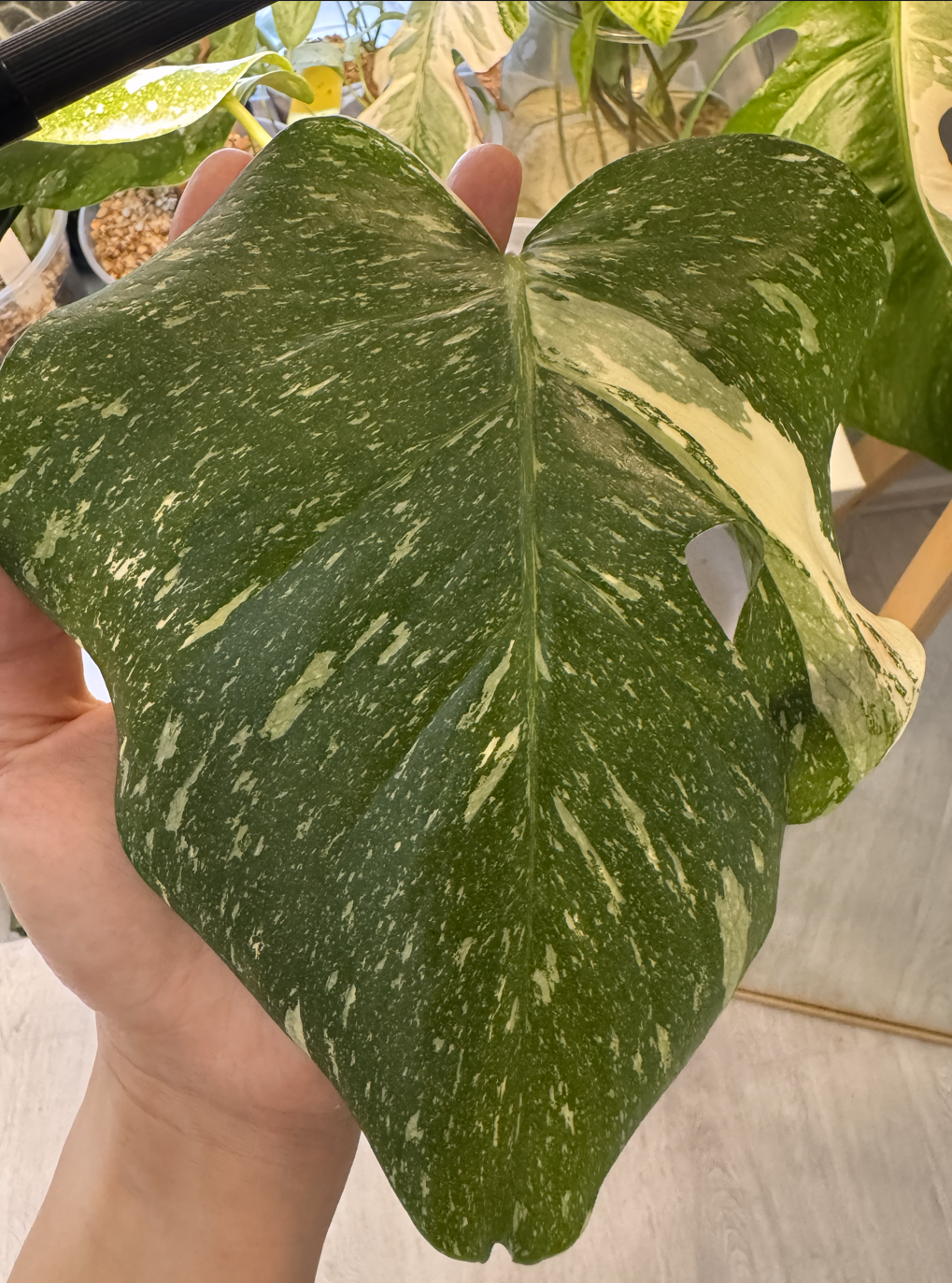 Screenshot 2026-01-27 160249.png