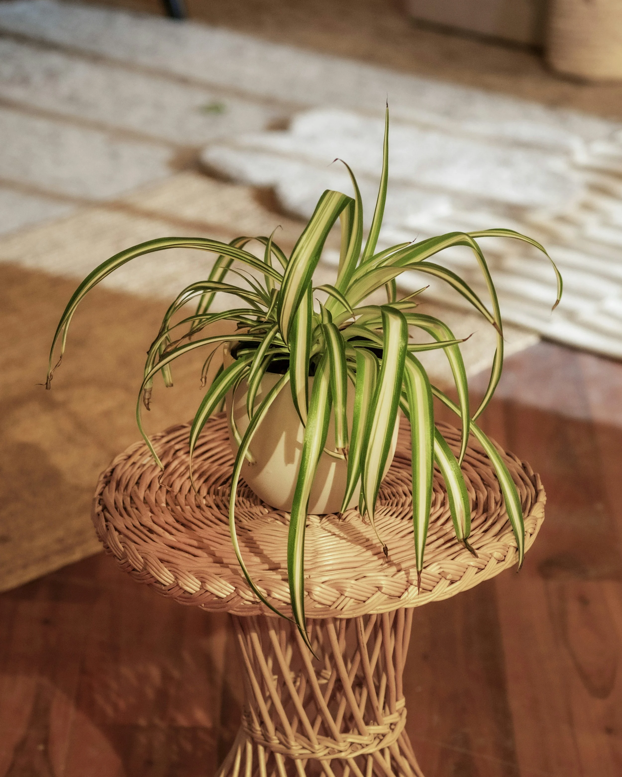 Chlorophytum | Spider Plant