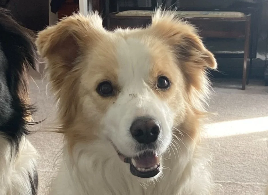 Close-up of a happy mixed-breed dog with tan and white fur, dark eyes, and a black nose, indoors with a beige carpet and wooden furniture in the background.
