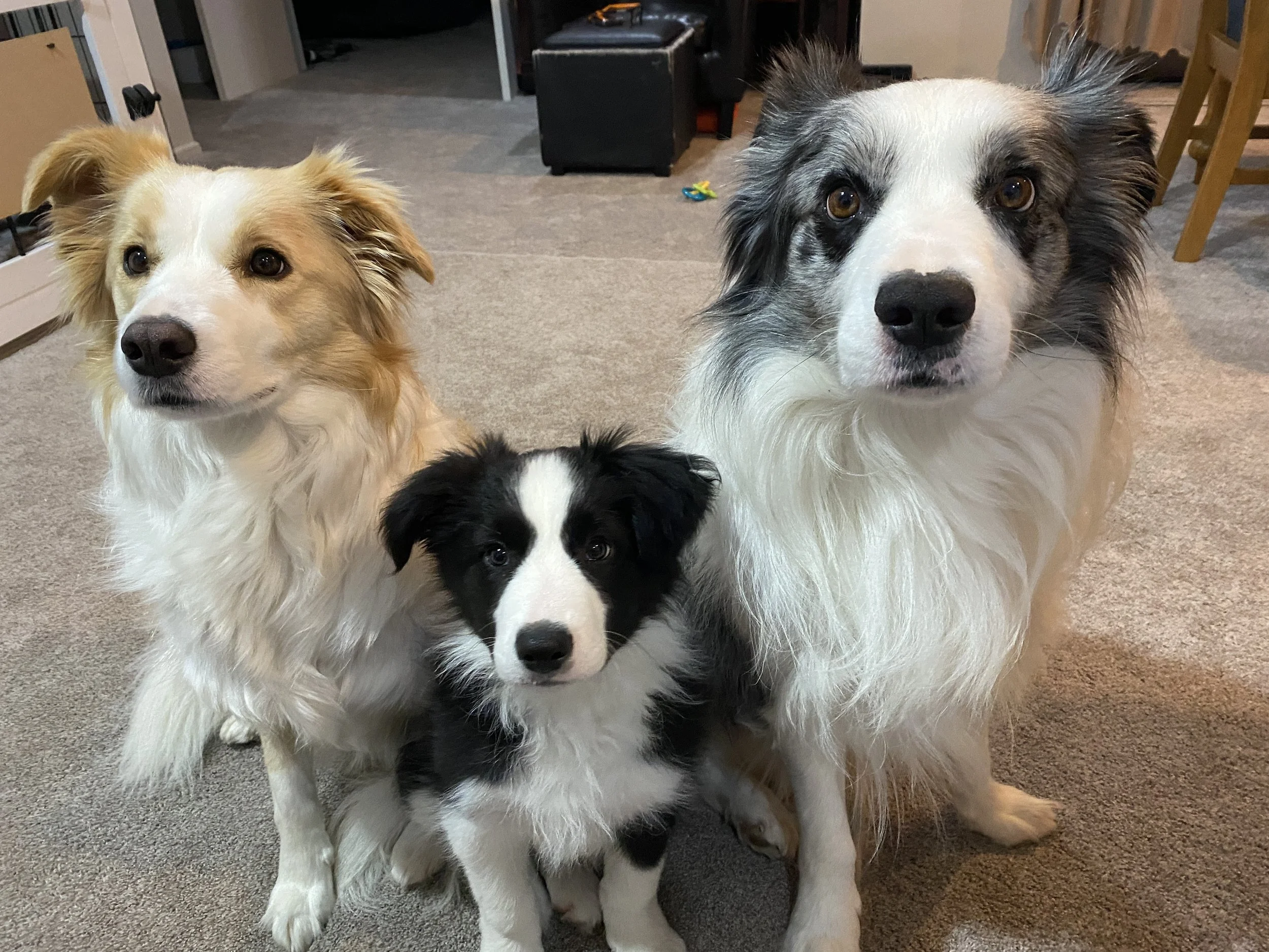 Three dogs sitting on a beige carpet indoors.