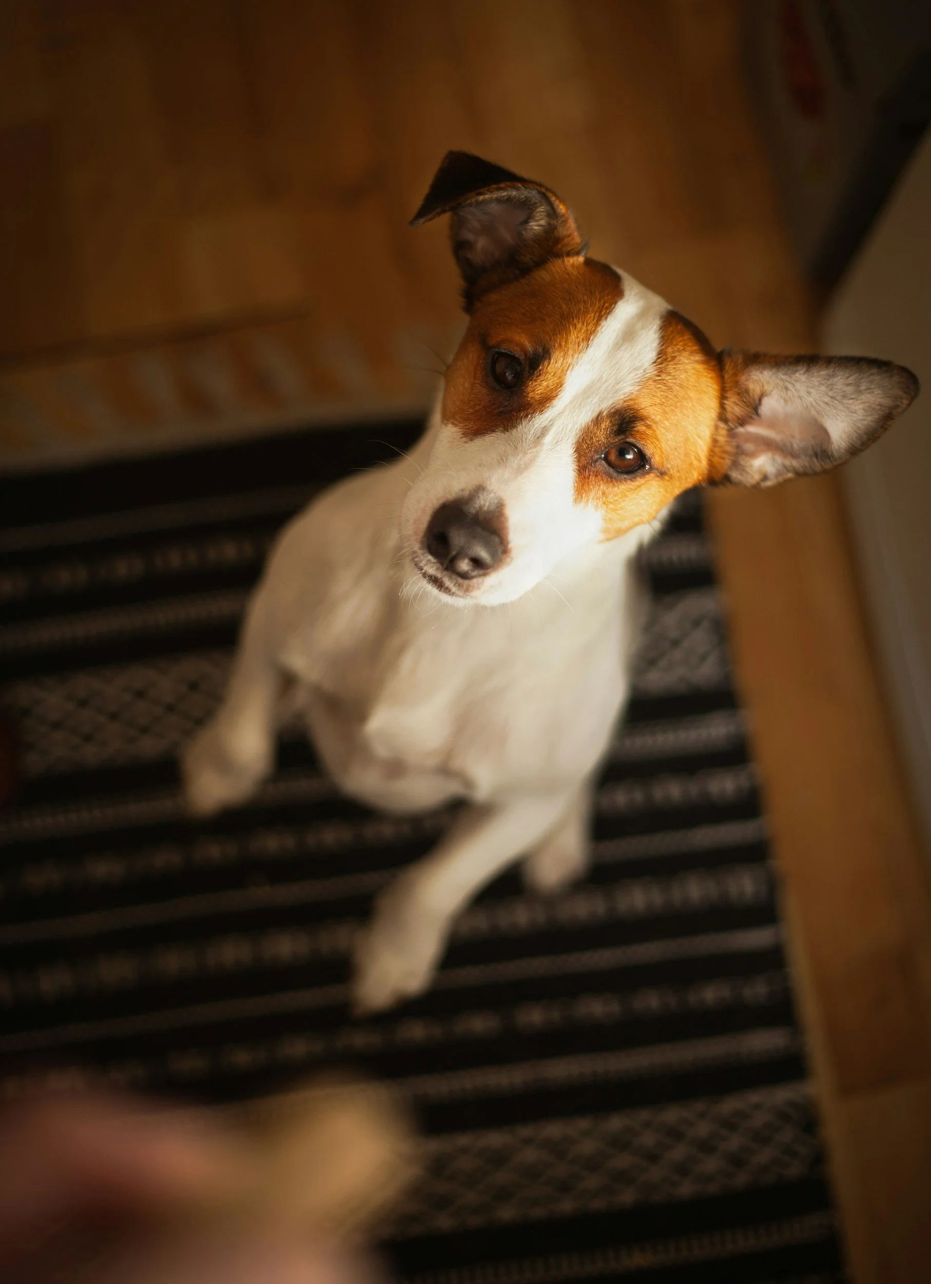 A small white dog with brown patches on its face, looking up at the camera with a curious expression, sitting on a black and white striped rug.