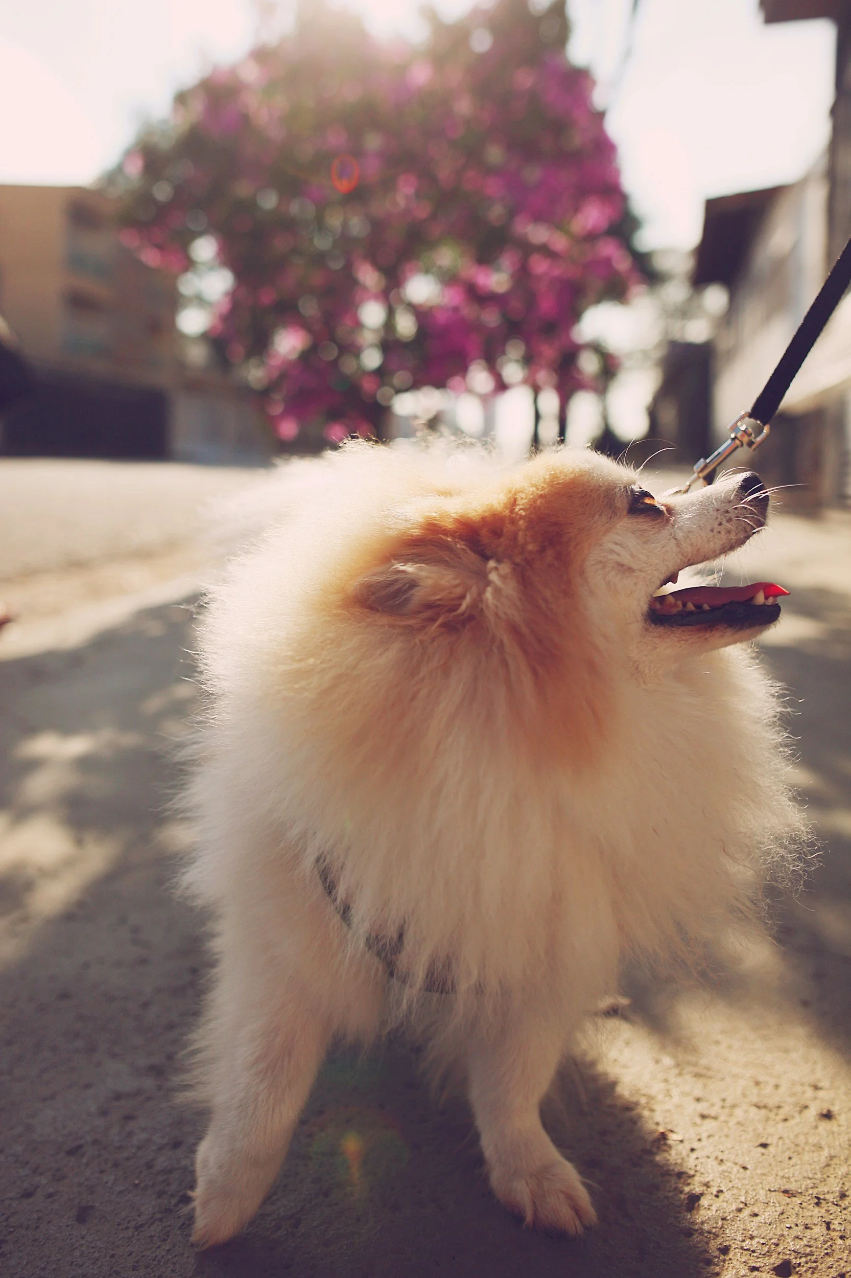 A fluffy dog, possibly a Pomeranian, standing on a sidewalk with a pink flowering tree in the background. The dog is on a leash and appears to be looking upwards with an open mouth.