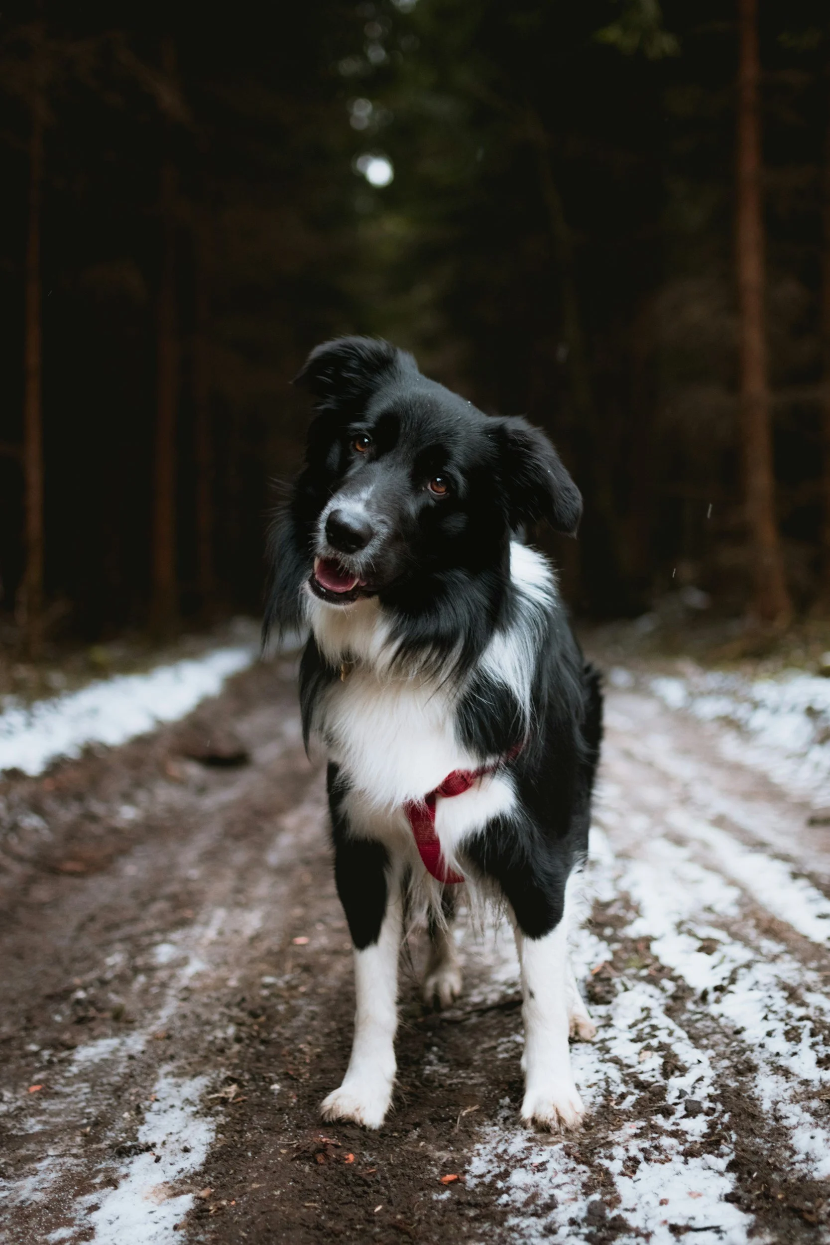 A black and white border collie standing on a dirt path with patches of snow, in a forest setting.