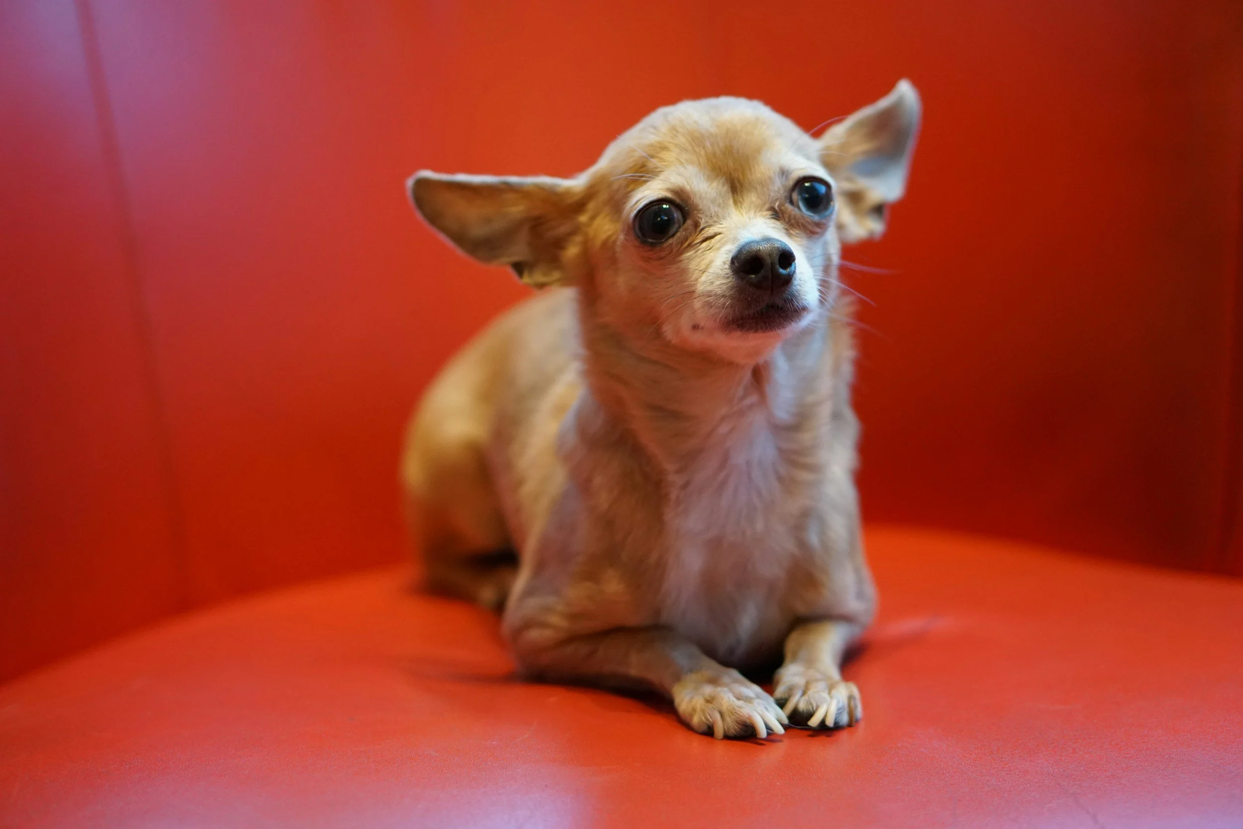 Small tan Chihuahua dog sitting on a red chair with a red background.